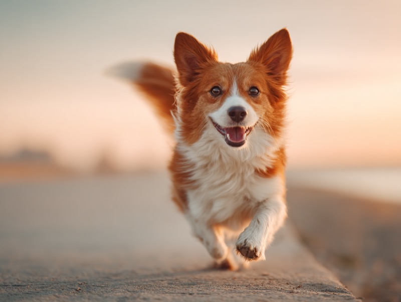 Happy dog outdoors